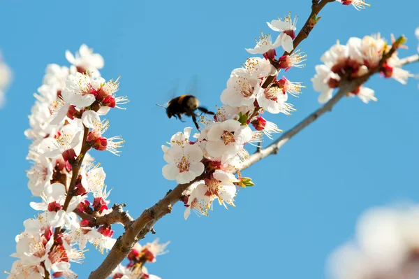 stock image Bumblebee on a blossoming branch