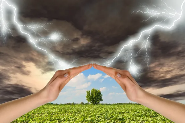 Two hands preserve a green tree against a thunder-storm — Stock Photo, Image