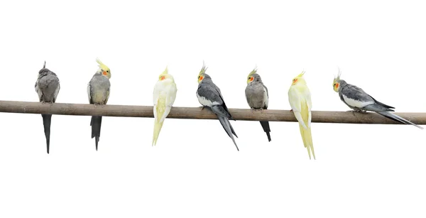 Barevné papoušky na stožár — Stock fotografie
