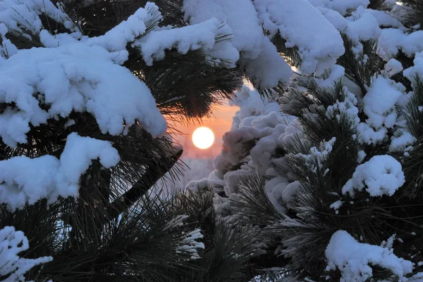 Winter zonsondergang in het bos — Stockfoto