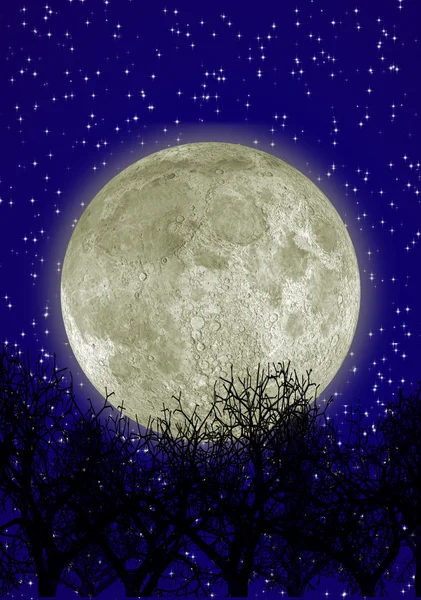 Hold és az erdő — Stock Fotó