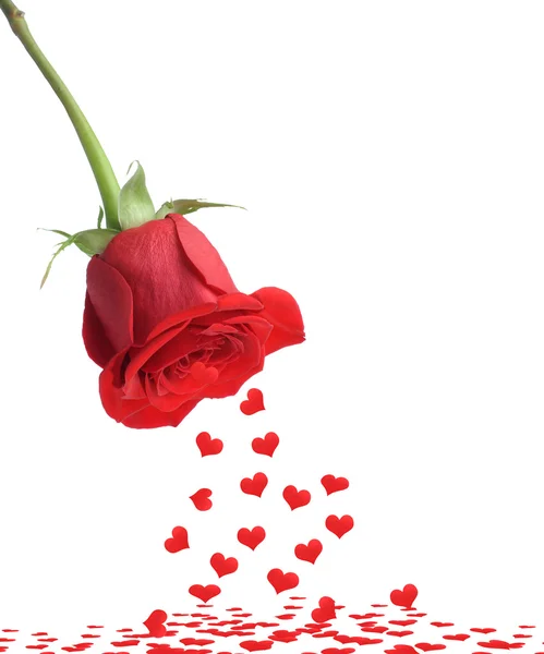 Rode rose en val hart — Stockfoto