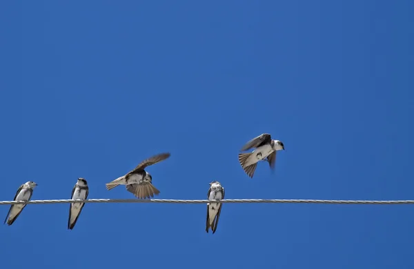 Ptáci (martlet) na elektrické dráty — Stock fotografie