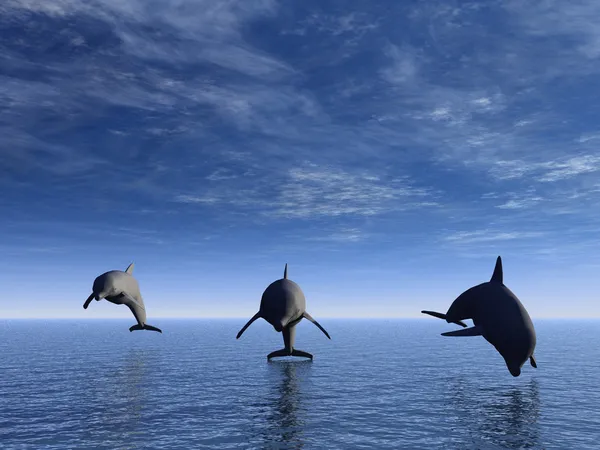 Delfín vpředu — Stock fotografie