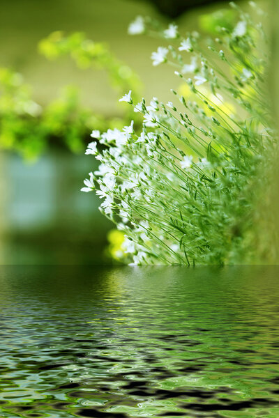 White summer flowers in the water.