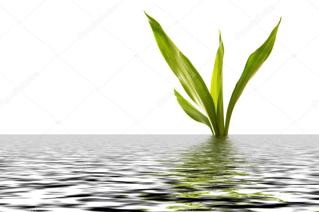 Bamboo in the water