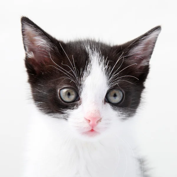 Kleine, junge Katze — Stockfoto