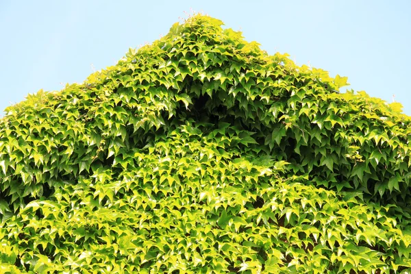 青空ツタ植物で覆われたファサード — ストック写真