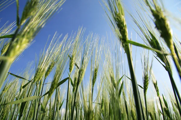 Пшеничное поле с точки зрения лягушки — стоковое фото