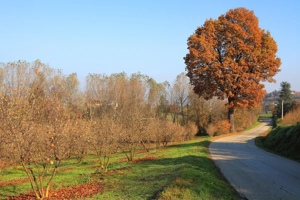 Herbst im Piemont. — Stockfoto