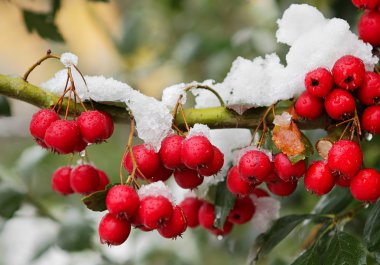 Red berrys on the branch. clipart