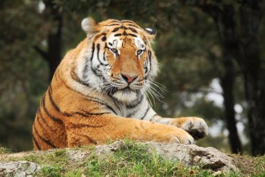 Resting Tiger. clipart