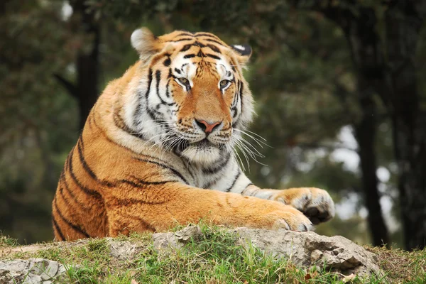 Tigre che riposa . — Foto Stock