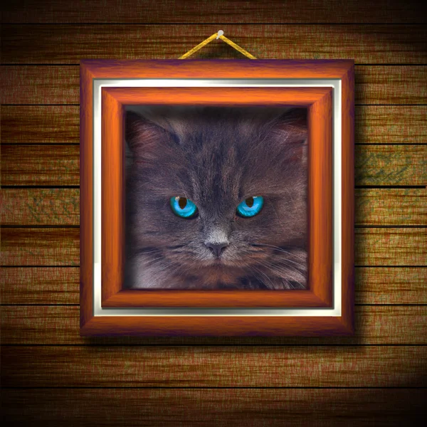 Old wooden frame with cat — Stock Photo, Image