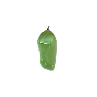 Opaque Monarch Butterfly Chrysalis clipart