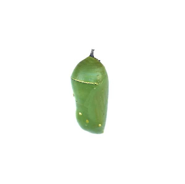 Ogenomskinlig Monarkfjärilen chrysalis — Stockfoto
