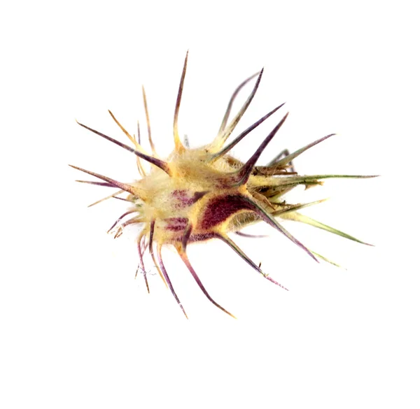 Сандбур (Cenchrus Spinifex) ) — стоковое фото