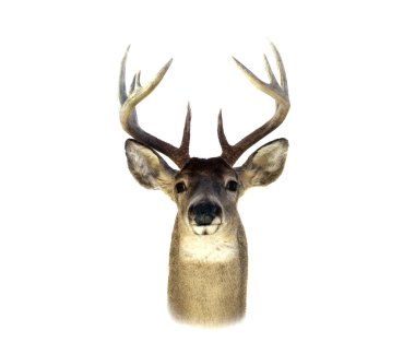 Whitetail Deer Head Isolated clipart