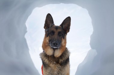 Avalanche Rescue Dog A Most Welcome Sight clipart