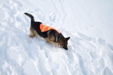 Avalanche Rescue Dog Uses Nose to Search clipart