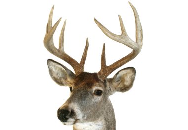 Whitetail head close up quartering towards clipart