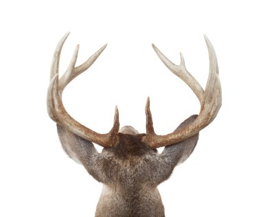 Whitetail Deer Head from Above and Behind clipart