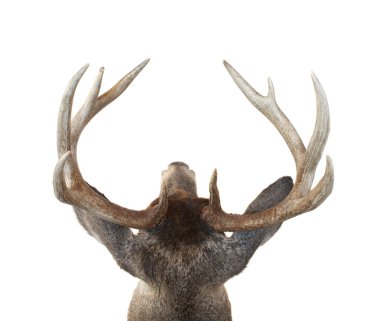 Whitetail Deer Buck Head From Above clipart