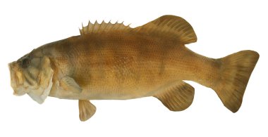 Smallmouth Bass Profile clipart