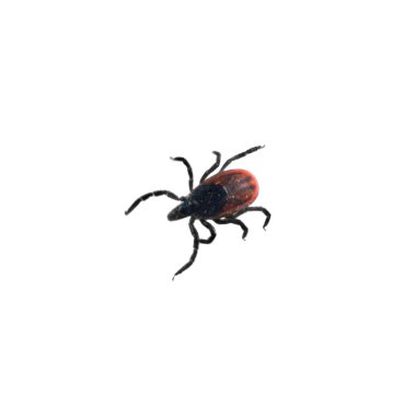 Deer TIck - Ixodes scapularis clipart