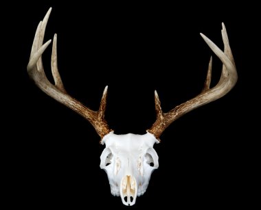 European Deer Mount Head On clipart