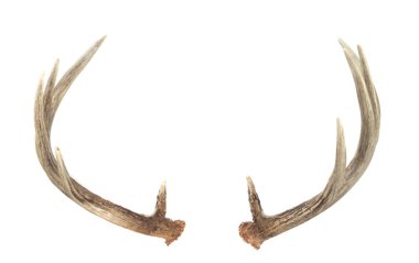 Rear View of Whitetail Deer Antlers clipart