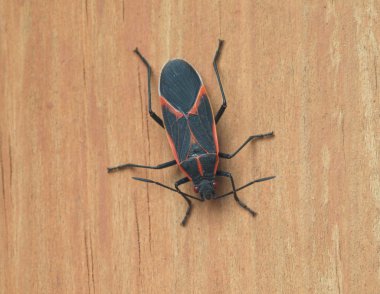 Boisea trivittata - Boxelder Bug clipart