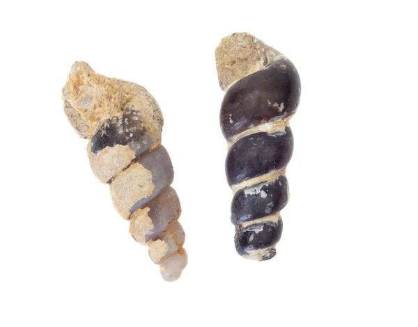 화석된 포탄 — 스톡 사진