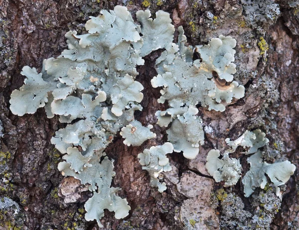 Lichen Creciendo en Árbol —  Fotos de Stock
