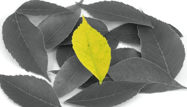 Uniqueness - Yellow Leaf Among Black and Whites (Centered) — Stock Photo, Image