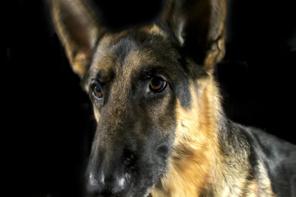 Closeup of German Shepherd Face — Stock Photo, Image