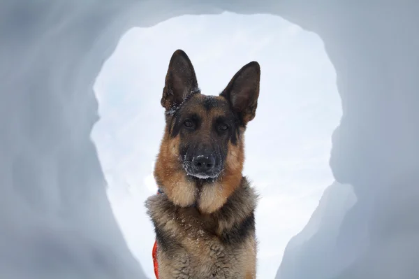 Avalanche Rescue Dog A Most Welcome Sight — Stock Photo, Image