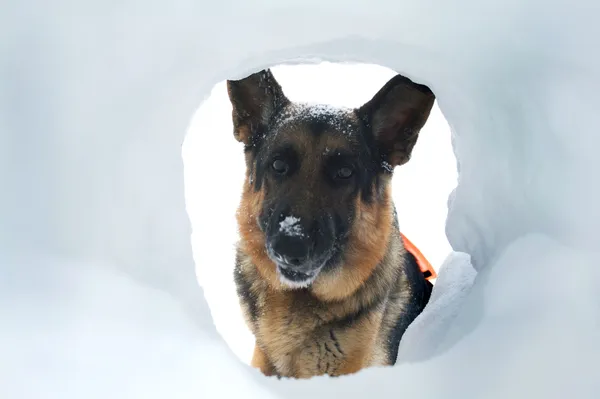 Avalanche Rescue Dog Finds a Survivor — Stock Photo, Image