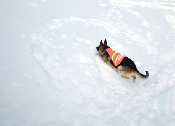 Lavinový záchranný pes lezení na horu sněhu — Stock fotografie