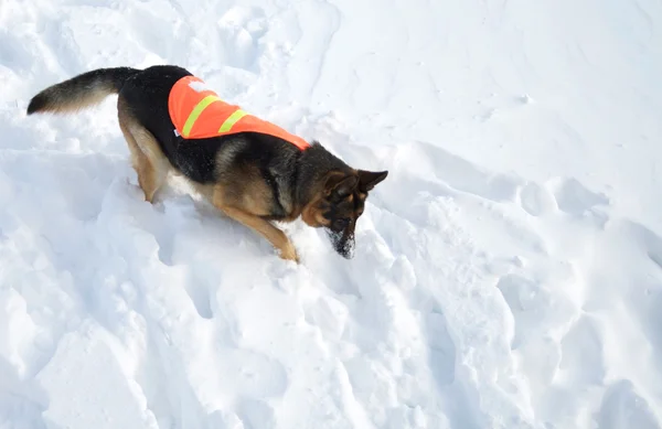 戦闘で雪崩救助犬 — ストック写真