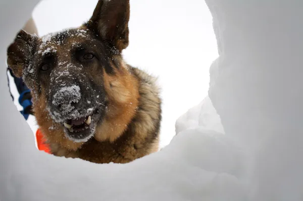雪崩救助犬の穴を通して生存者を見て — ストック写真