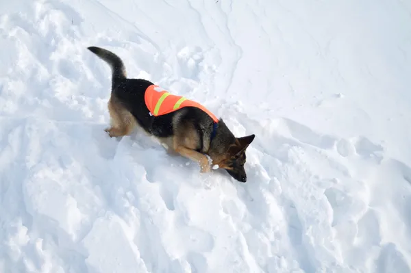 Avalanche Rescue Dog Uses Nose to Search — Stock Photo, Image