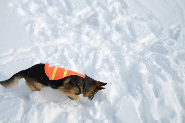 Avalanche Rescue Dog Signaling A Find — Stock Photo, Image