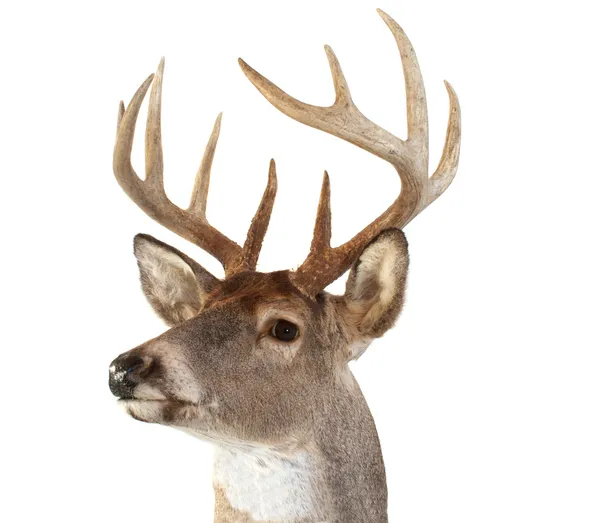 左見て whitetail 鹿の頭 — ストック写真