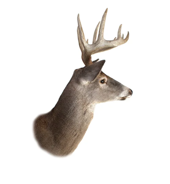 Whitetail Buck Deer Head Perfil — Foto de Stock