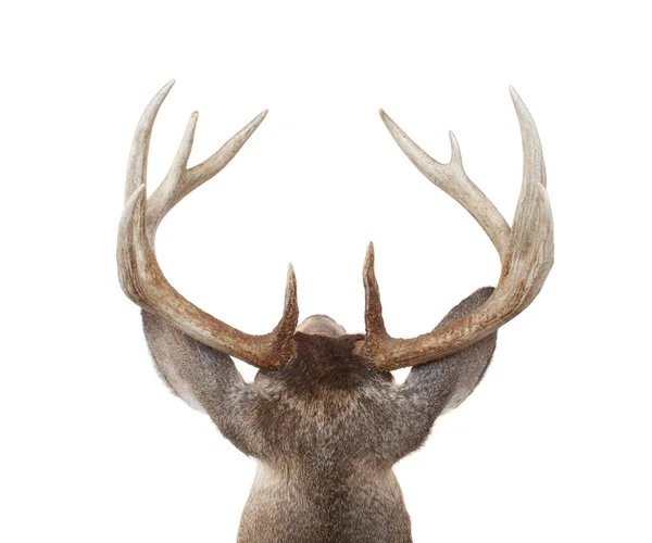 Whitetail Deer Head de cima e de trás — Fotografia de Stock