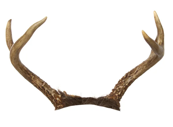 Forcuta Whitetail Buck Antlers — Foto Stock
