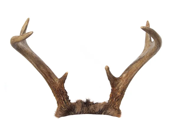 Whitetail Deer Buck Antlers — Stock Photo, Image