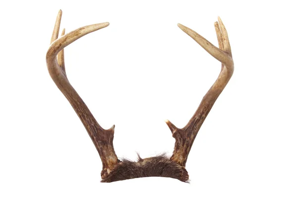あなたの動物を追加する準備ができて whitetail 鹿の角 — ストック写真