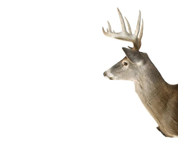 Whitetail Buck Deer Head Profile With Adspace — Stock Photo, Image